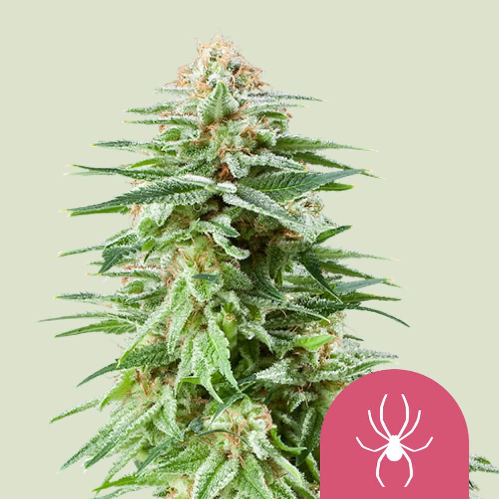 White Widow Kannabiksen Siemenet - Royal Queen Seeds