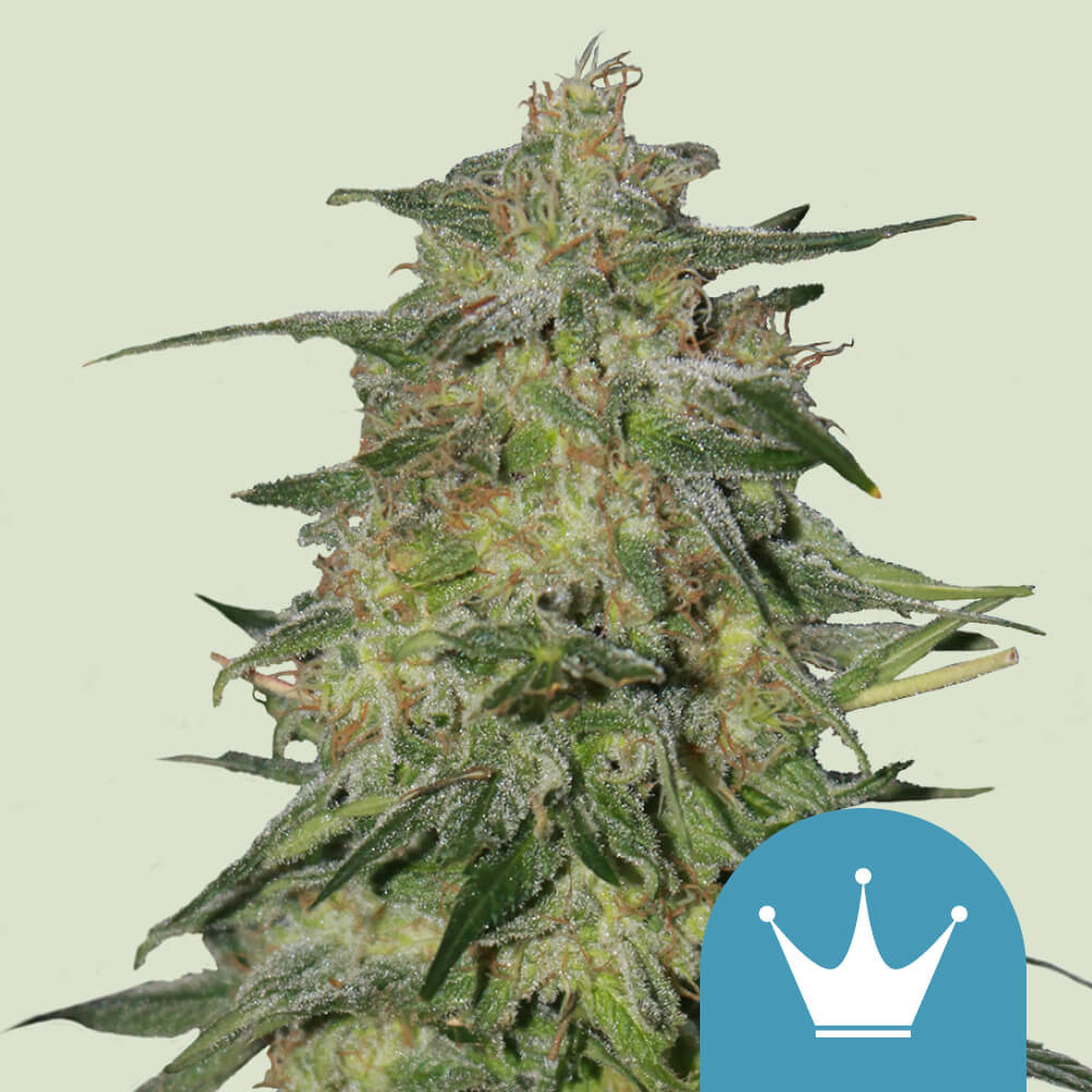 royal-highness-kannabiksen-siemenet-royal-queen-seeds