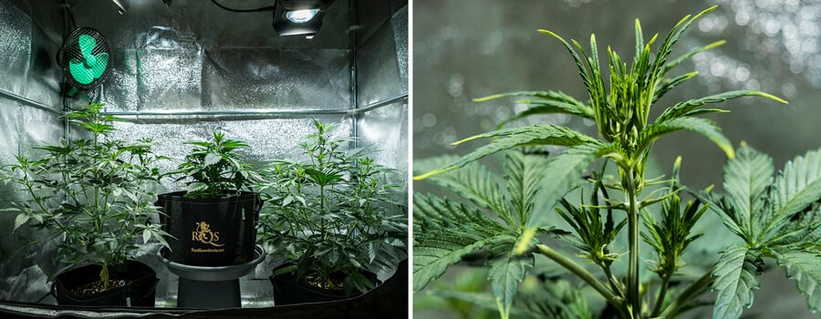 Mimosa Auto kannabiksen kasvit vegetatiivisessa vaiheessa, saavuttavat 55 cm korkeuden, terve katos heijastavassa kasvuteltassa, ja esikukat alkavat näkyä.