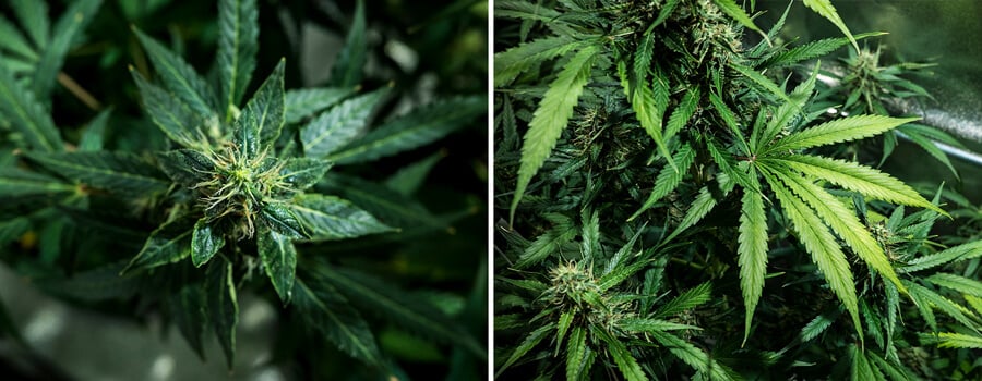 Mimosa Auto kannabiksen lehdet ja kukat lähikuvassa, korostaen terveellistä emien kehitystä ja trikomipeittoa korkealaatuista sadonkorjuuta varten.