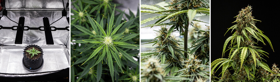 Kollaasikuvia Orion F1 Autoflowering -kannabisplantan kasvuvaiheista: taimeista kasvulampun alla, haarautuvista lehdistä, nuppujen muodostumisesta ja kypsistä kukista, jotka ovat valmiita sadonkorjuuseen.