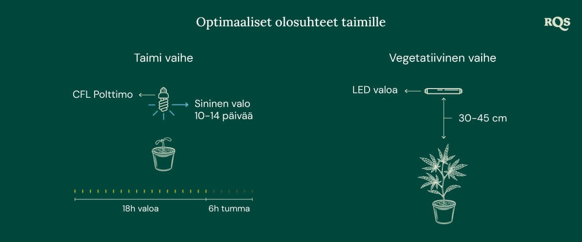 Light Conditions for cannabis seedling