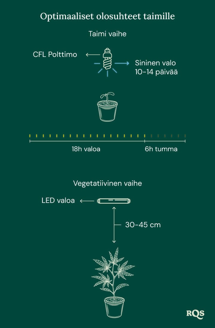 Light Conditions for cannabis seedling