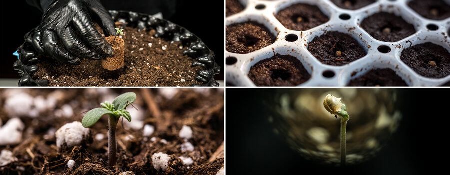 Cannabis Seedlings