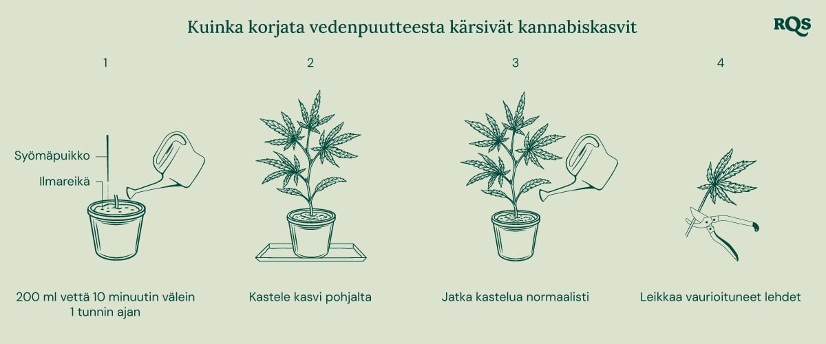 How to fix underwatered cannabis