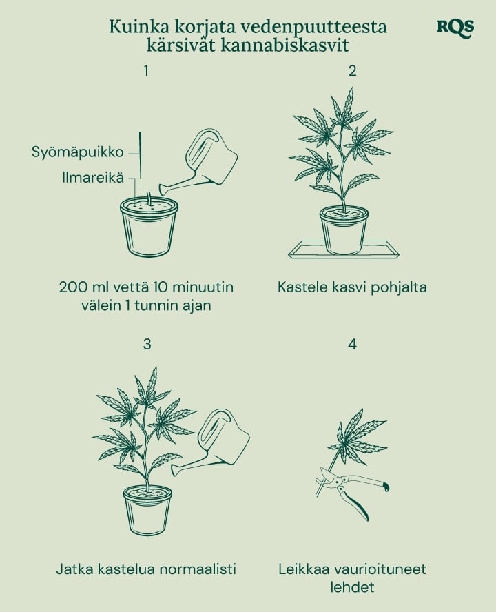 How to fix underwatered cannabis