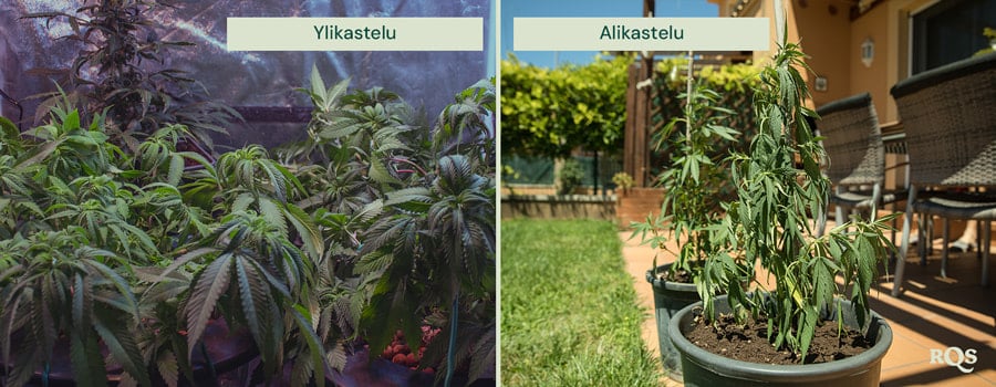 overwatering vs unerwatering cannabis