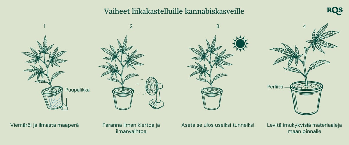 How to fix underwatered cannabis