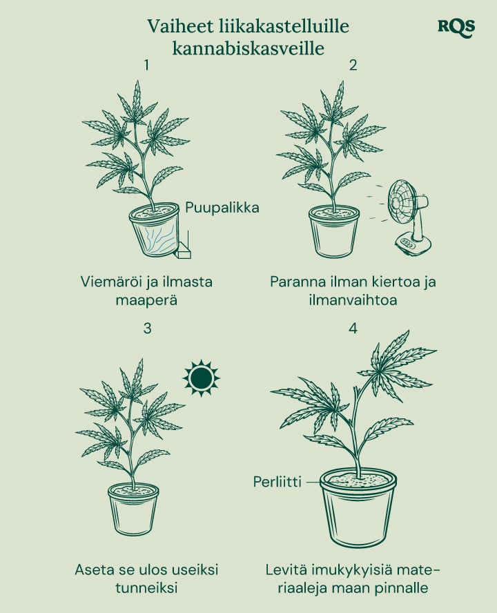 How to fix overwatered cannabis