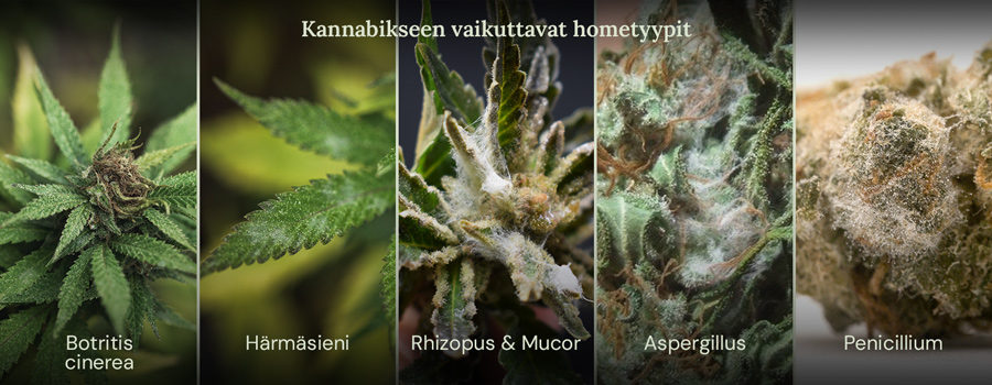 Kollaasi kuvista, jotka näyttävät eri homeiden tyyppejä, jotka voivat vaikuttaa kannabiksen kasveihin. Näytetyt homeet ovat Botrytis cinerea, jauhomädätys, Rhizopus ja Mucor, Aspergillus ja Penicillium.