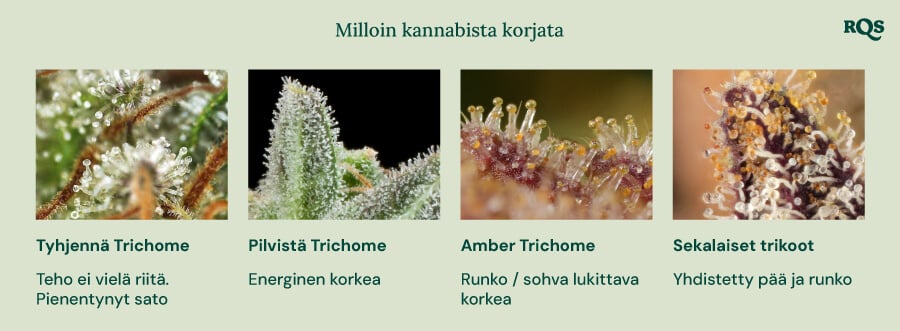 Visuaalinen opas kannabiksen korjuuseen trikomien värin perusteella. Näyttää neljä vaihetta: kirkkaat trichomit (ei tarpeeksi voimakkaat), pilviset trichomit (energinen vaikutus), amberit trichomit (keho-/sohva-lukittava vaikutus) ja sekatrichomit (tasapainoinen pää- ja kehon vaikutus).