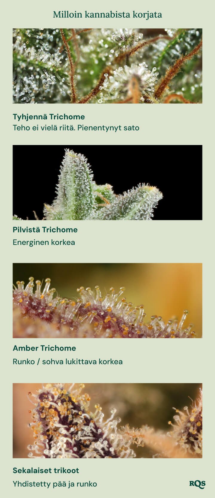 Visuaalinen opas kannabiksen korjuuseen trikomien värin perusteella. Näyttää neljä vaihetta: kirkkaat trichomit (ei tarpeeksi voimakkaat), pilviset trichomit (energinen vaikutus), amberit trichomit (keho-/sohva-lukittava vaikutus) ja sekatrichomit (tasapainoinen pää- ja kehon vaikutus).