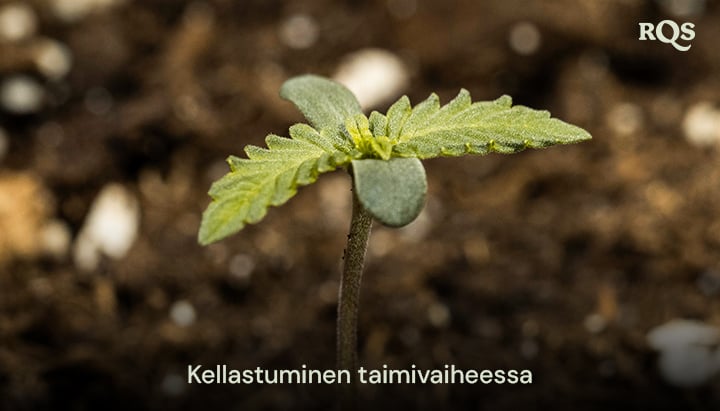 Kannabiszpalánta sárguló levelekkel, amelyek korai tápanyag-egyensúlyhiányra vagy túlöntözésre utalnak. Példa a kannabiszpalánták sárgulására és a fő levelek sárgulására a kezdeti növekedés során.