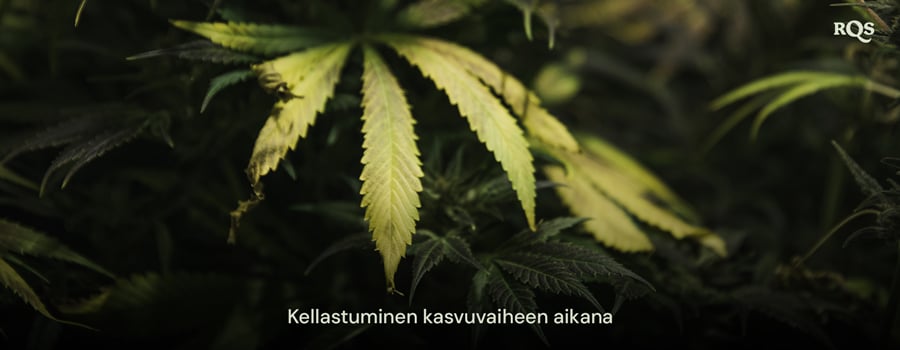 Kannabiszlevelek, amelyek a vegetatív szakaszban sárgulnak, kiemelve a tápanyaghiány vagy az öntözési problémák tüneteit. Kapcsolódik a vegetáció során sárguló fő levelekhez.