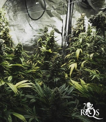 Royal Medic Royal Medic